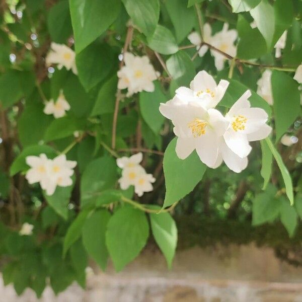 Philadelphus coronarius 花