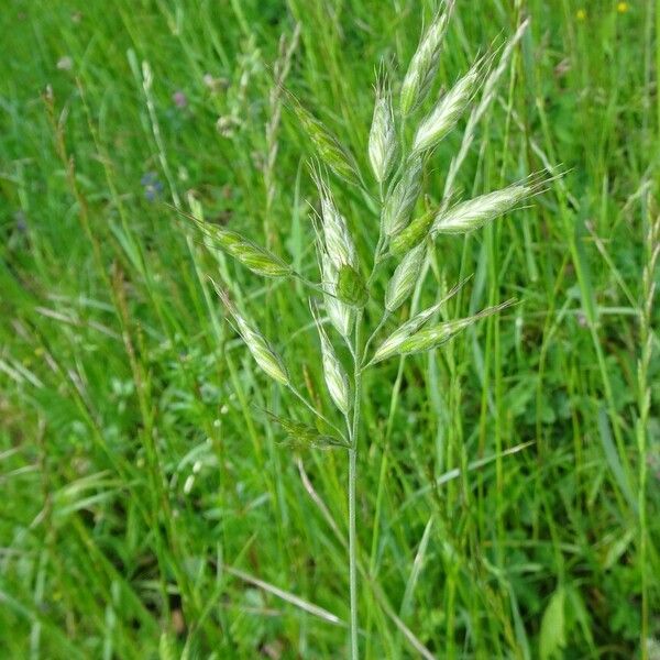 Bromus hordeaceus Fruit