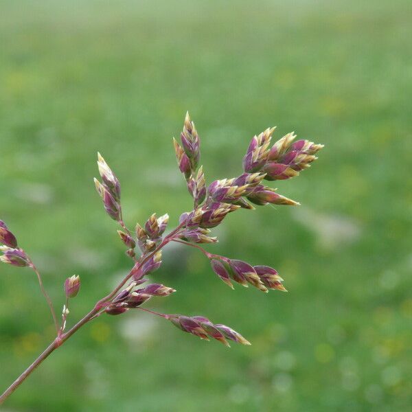 Poa alpina Flower