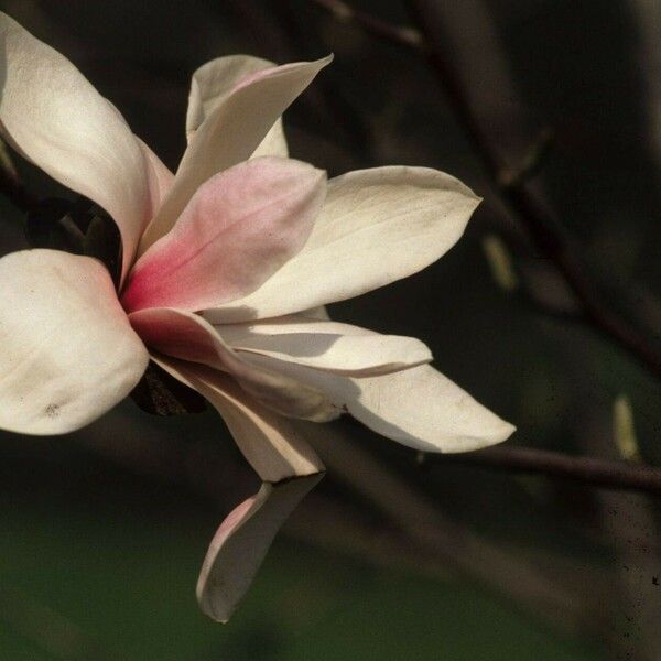 Magnolia sprengeri Blomma