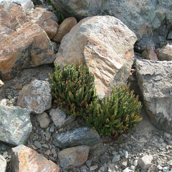 Polystichum lemmonii 整株植物