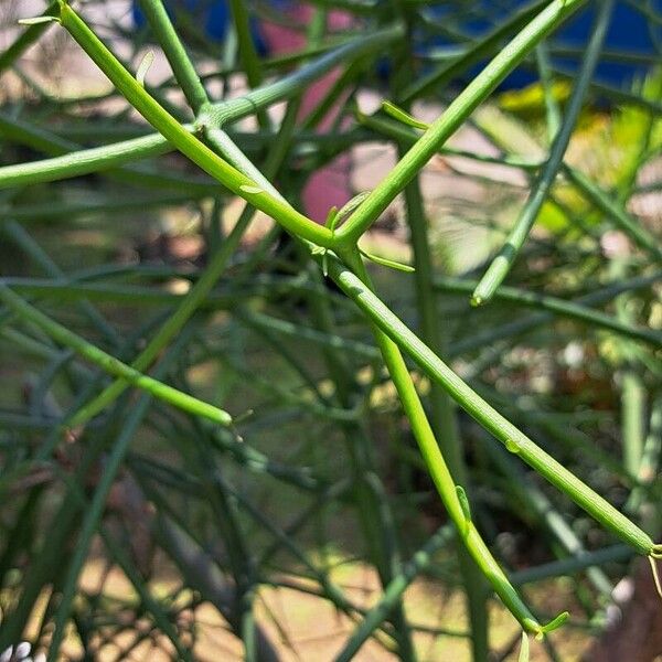 Euphorbia tirucalli Φύλλο