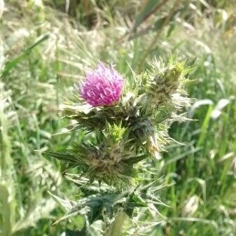 Carduus pycnocephalus 花