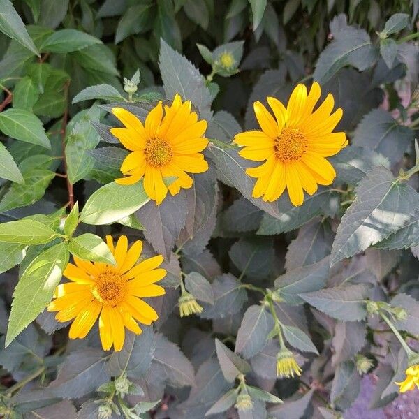 Heliopsis helianthoides Květ