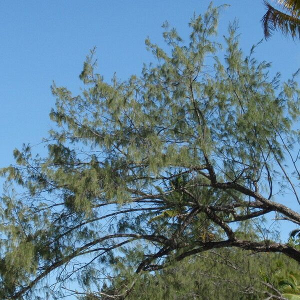 Casuarina equisetifolia Leaf