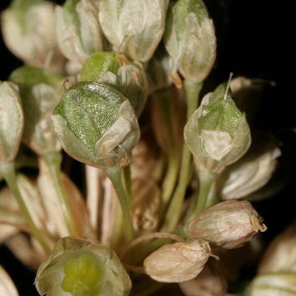 Allium pallens Other