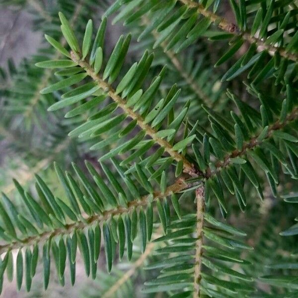 Abies cephalonica पत्ता