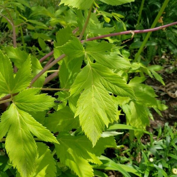 Angelica archangelica Deilen