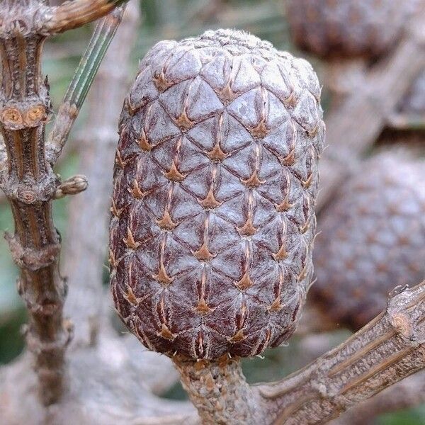 Allocasuarina distyla Frukt