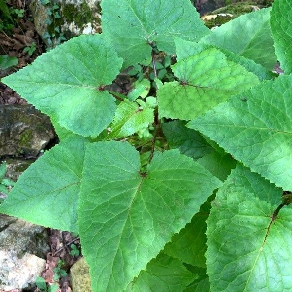 Lactuca alpina Fuelha