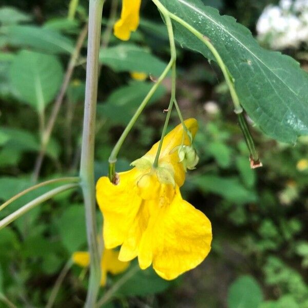 Impatiens noli-tangere Cvet