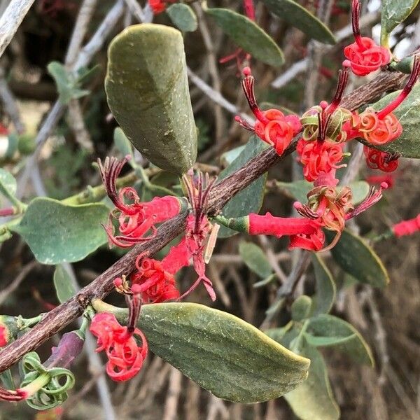 Plicosepalus acaciae Flower