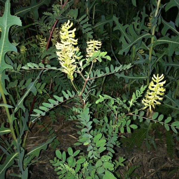 Astragalus canadensis Folha