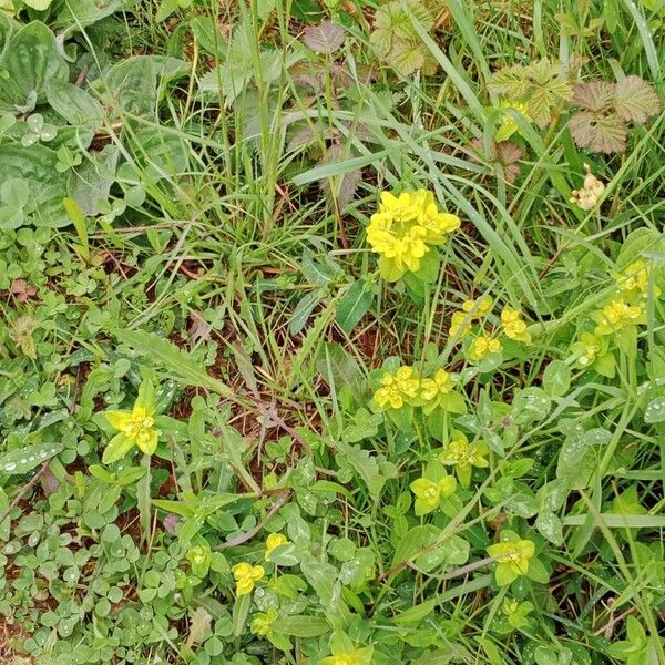 Euphorbia flavicoma অভ্যাস