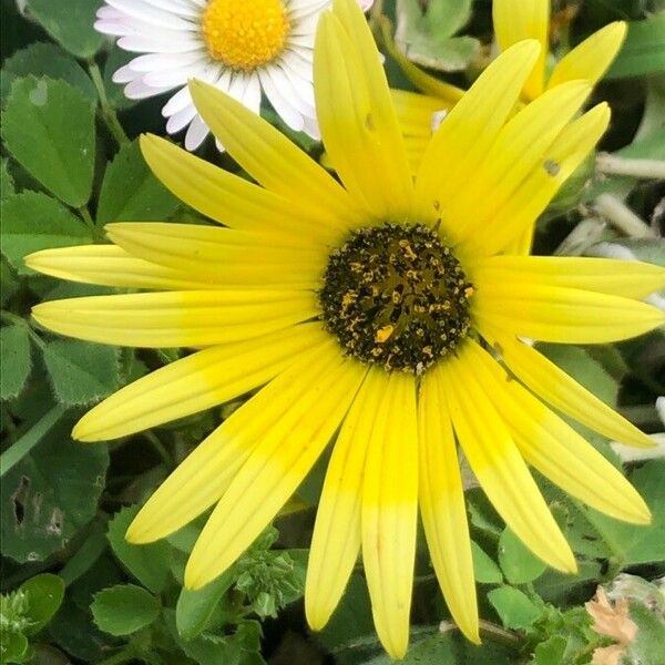 Arctotheca calendula Fiore