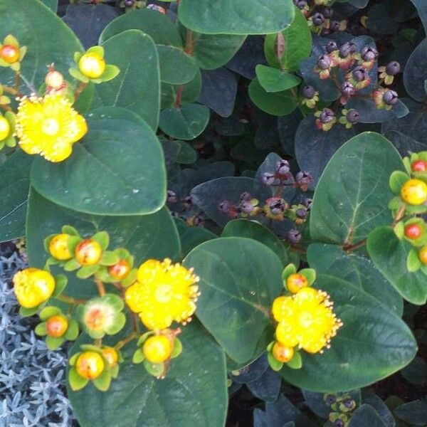 Hypericum × inodorum Flower