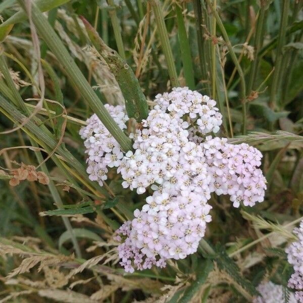 Achillea distans Flower