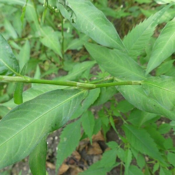 Persicaria mitis पत्ता