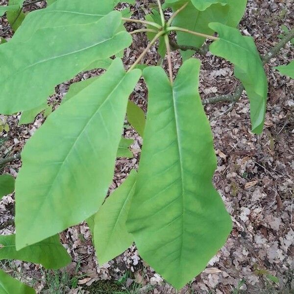 Magnolia fraseri Лист