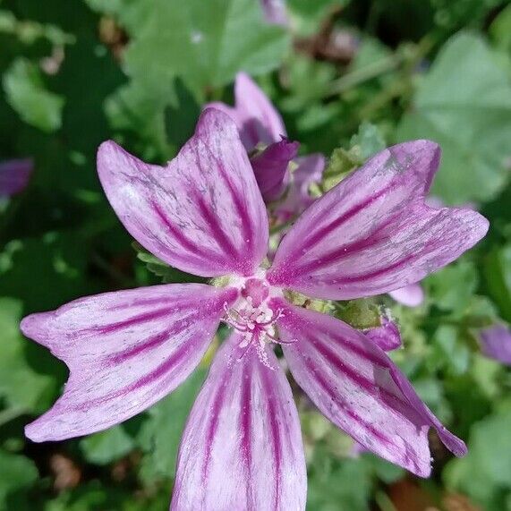 Malva sylvestris Kvet