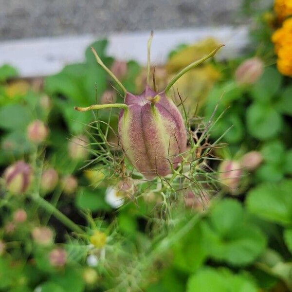 Nigella damascena Fruit