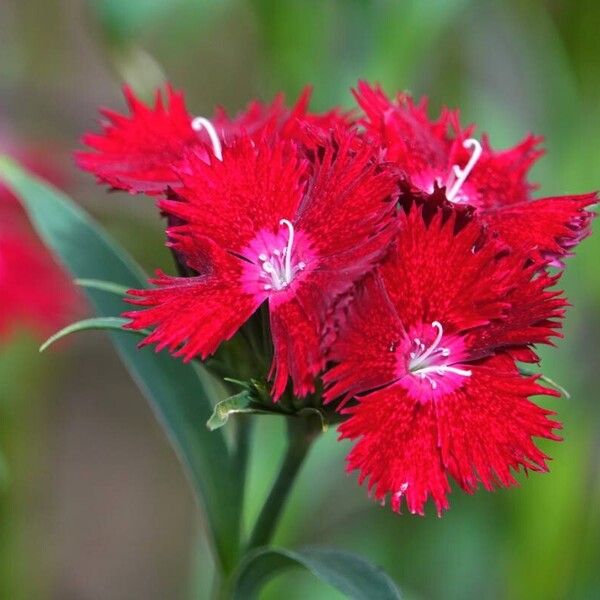 Dianthus barbatus Cvet