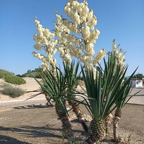 Yucca gloriosa Habit