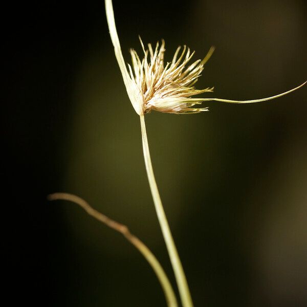 Carex bohemica Fruit