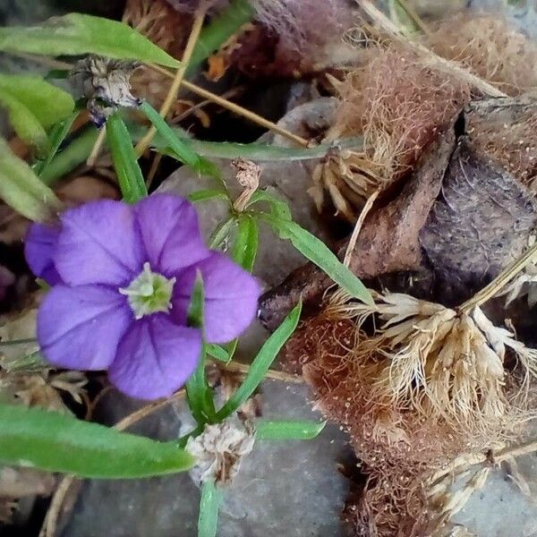 Legousia speculum-veneris Bloem