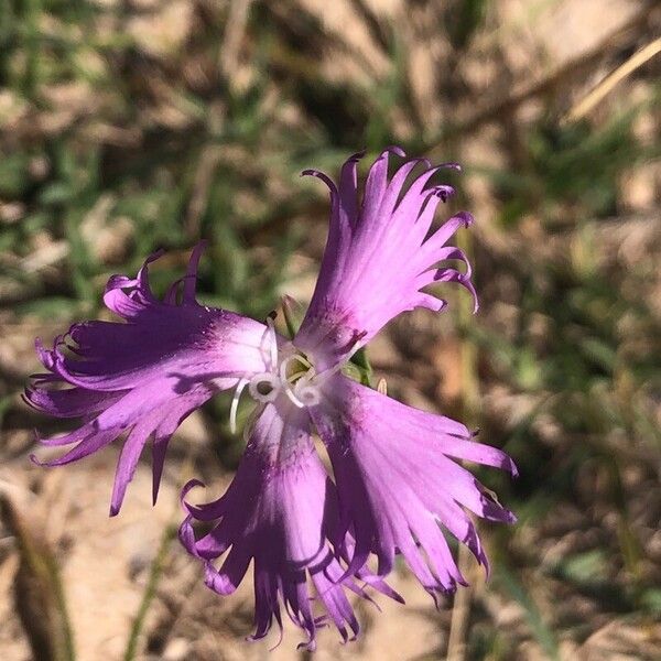 Dianthus hyssopifolius Цвят