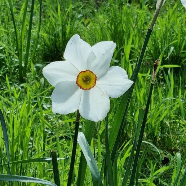 Narcissus poeticus Flower