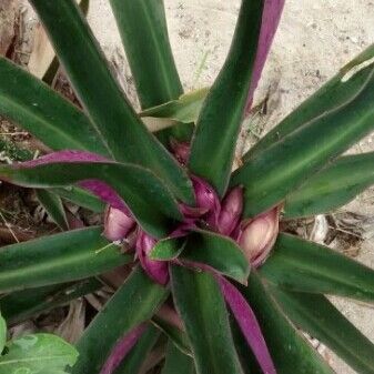 Tradescantia spathacea Leaf