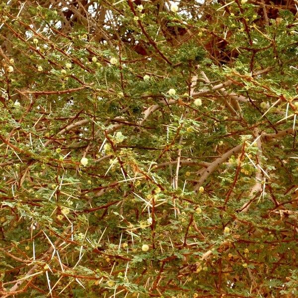 Acacia seyal Flower