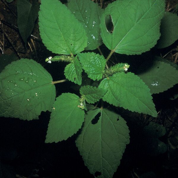 Croton hirtus Habit