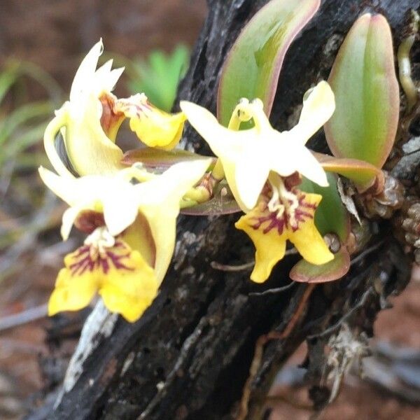 Dendrobium ngoyense Floro