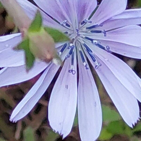 Cichorium endivia Flor