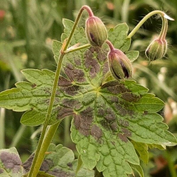 Geranium phaeum Folha