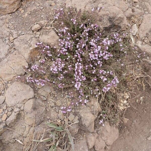 Thymus algeriensis Žiedas