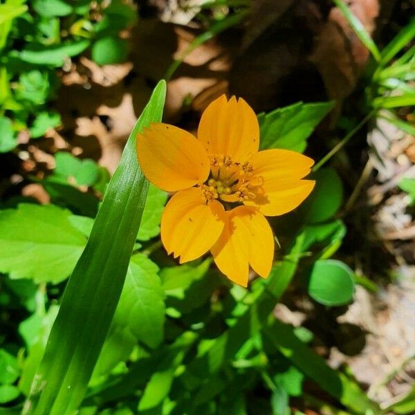 Sclerocarpus divaricatus Flower