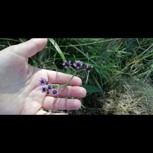 Verbena litoralis Kwiat