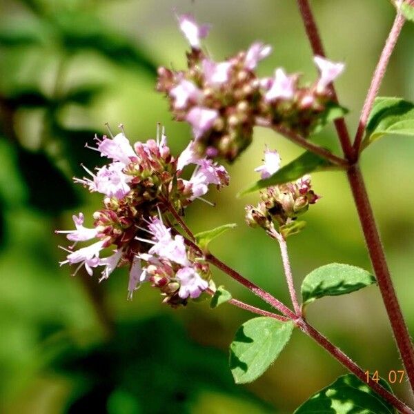 Origanum vulgare 花