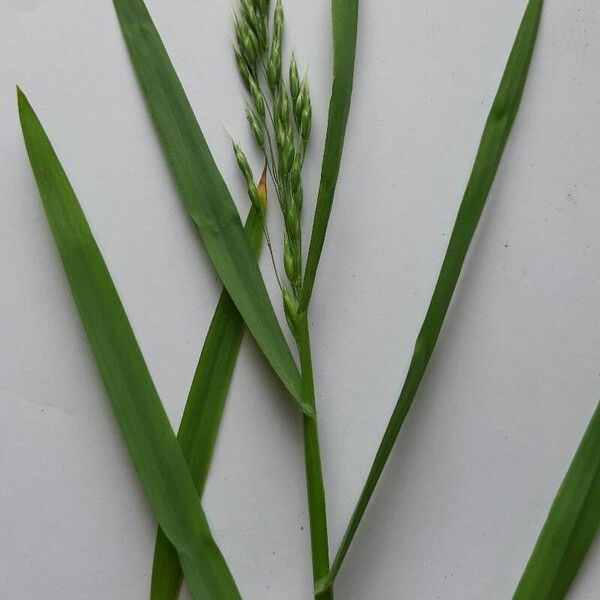 Bromus secalinus Levél