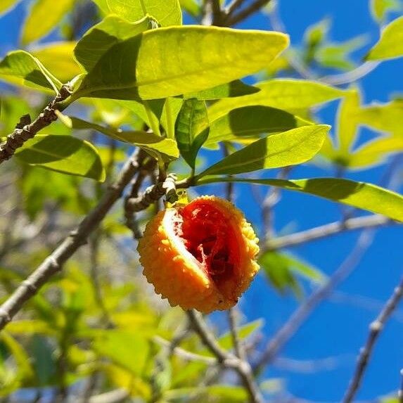 Tabernaemontana catharinensis Fruct