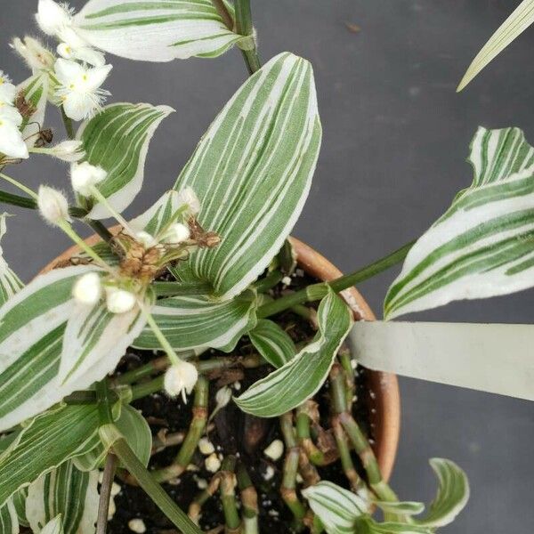 Tradescantia fluminensis ഇല