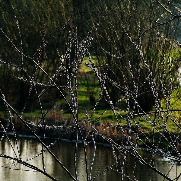 Salix daphnoides موطن