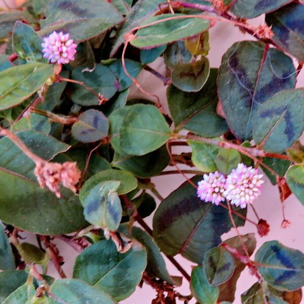 Persicaria capitata Habitus