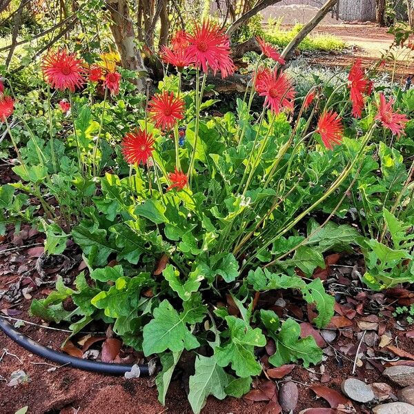 Gerbera jamesonii Habit