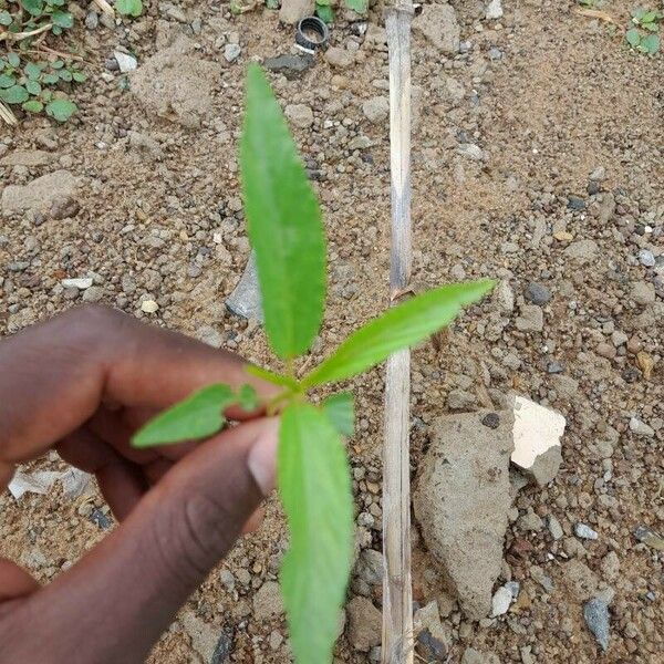 Corchorus tridens Leaf