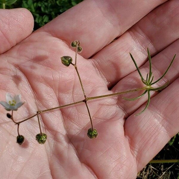 Spergula arvensis Schors