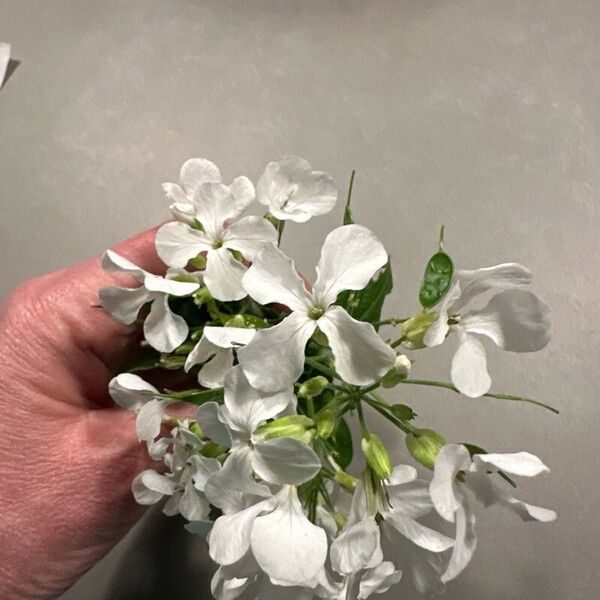Lunaria rediviva Λουλούδι